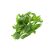 lovage-roots