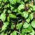 malabar-spinach-aspects