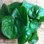 malabar-spinach-for-treatment