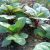 malabar-spinach-nutritional-value