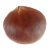 malabar-chestnut-money-vending-tree