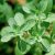marjoram-plant
