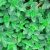 marjoram-leaves