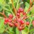 mastic-fruit