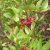 mastic-plant