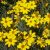 mexican-marigold-plant