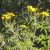 mexican-marigold-leaves