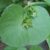 miners-lettuce-health-benefits