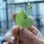 miners-lettuce-nutritional-value