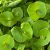 miners-lettuce-uses