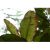 mountain-horopito-leaves