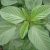 mulukhiyah-medicinal-values