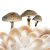 oyster-mushrooms