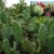 nopal-cactus