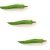 young-okra