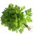 parsley-herb
