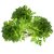 parsley