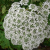 persian-hogweed-plant