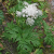 persian-hogweed-leaves