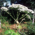 persian-hogweed-medicine
