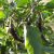 peruvian-pepper-1