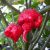 peruvian-pepper