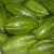 pointed-gourd