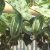 pointed-gourd