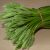 prussian-asparagus-flower