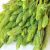 prussian-asparagus-properties