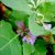 purple-fruited-pea-egg-leaves