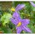 purple-fruited-pea-egg-flowers