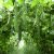 ridge-gourd-cultivation