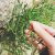 rock-samphire-aspects