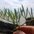 rock-samphire-history