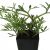rock-samphire-uses