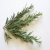 rosemary-plant