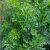 rue-plant
