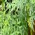 rue-seeds