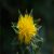 safflower-plant