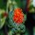 safflower-dried-flowers