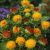 safflower-oil