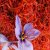 saffron-plant