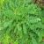 salad-burnet-plant