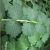 salad-burnet-root