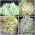 sauerkraut2
