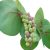 sea-grape-uses