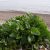 sea-beet-aspects