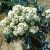 sea-kale-cultivation