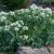 sea-kale-uses